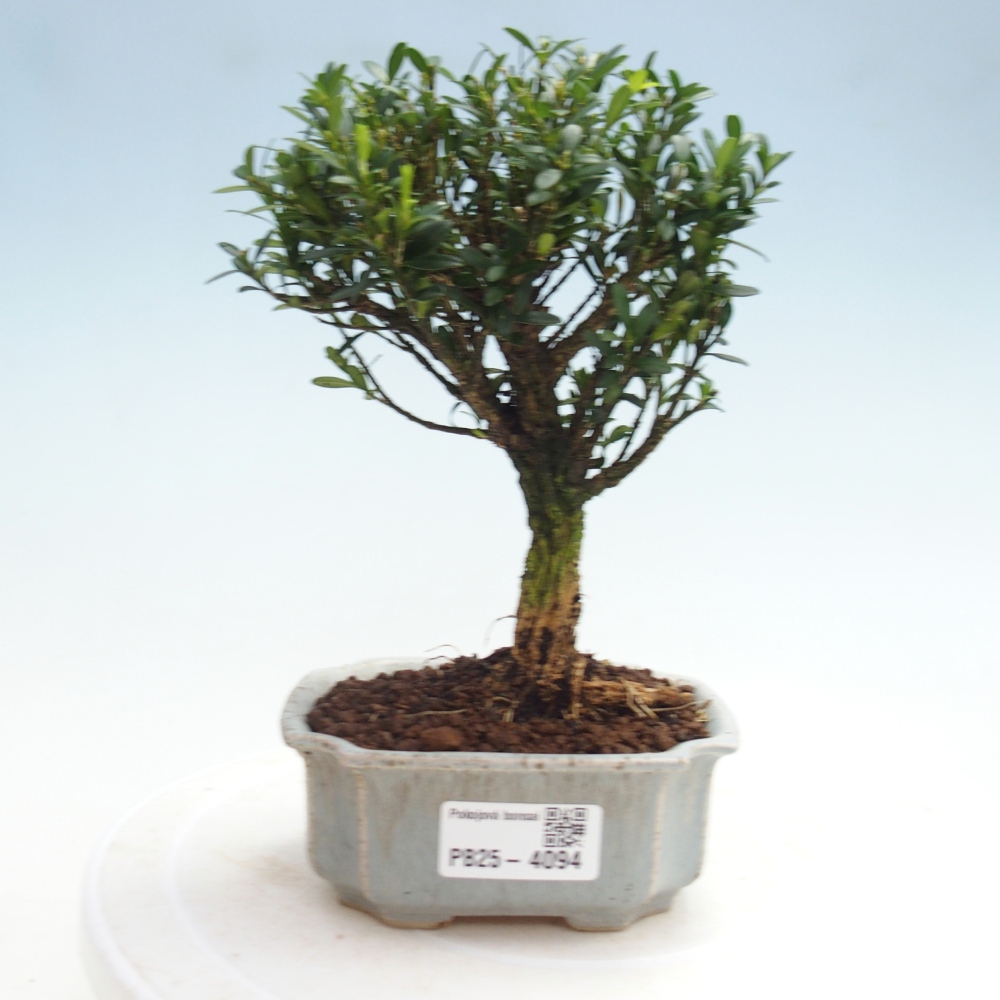 Pokój bonsai - Buxus harlandii - buxus korkowy