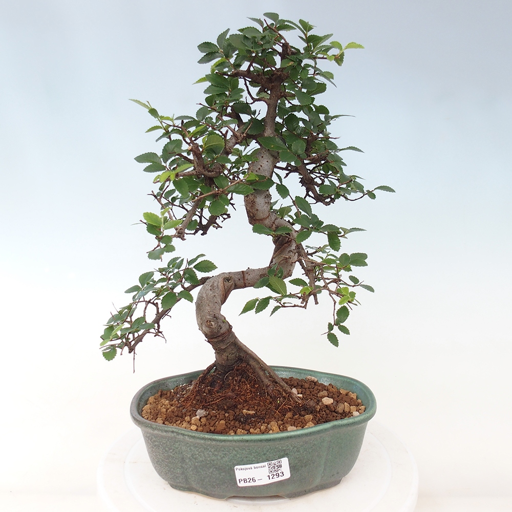 Pokój bonsai - Ulmus parvifolia - Wiąz drobnolistny