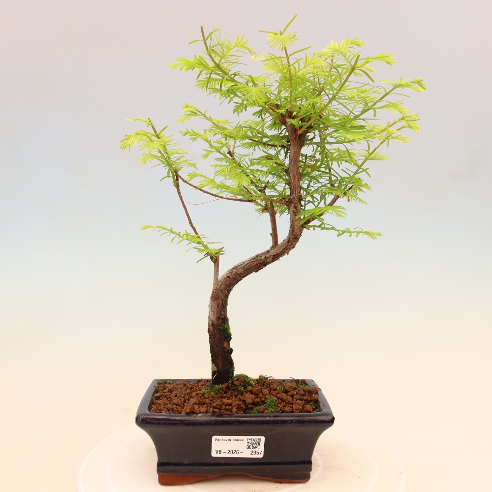 Outdoor bonsai - Metasequoia glyptostroboides - Metasekwoja chińska