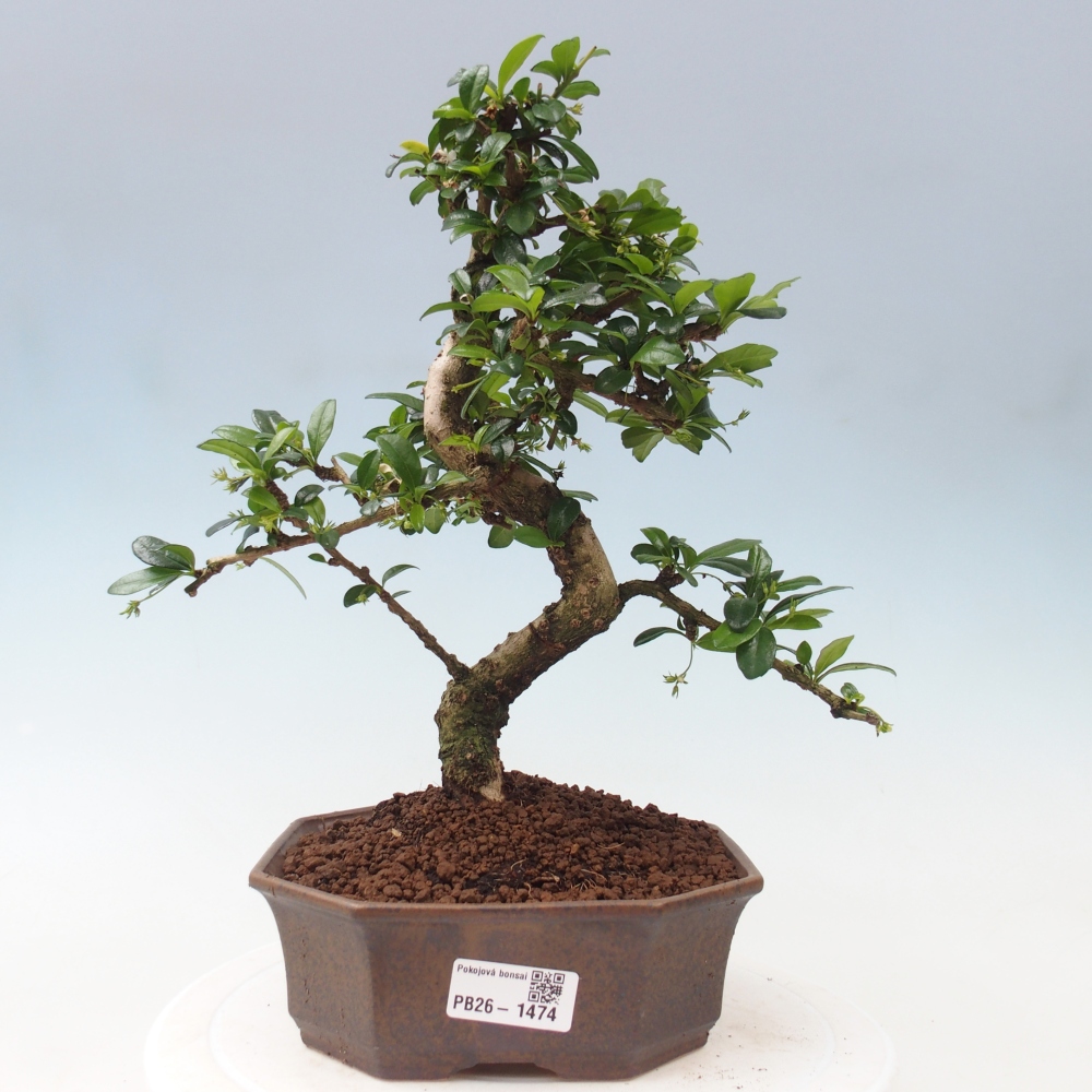 Bonsai pokojowe - Carmona macrophylla - Tea fuki