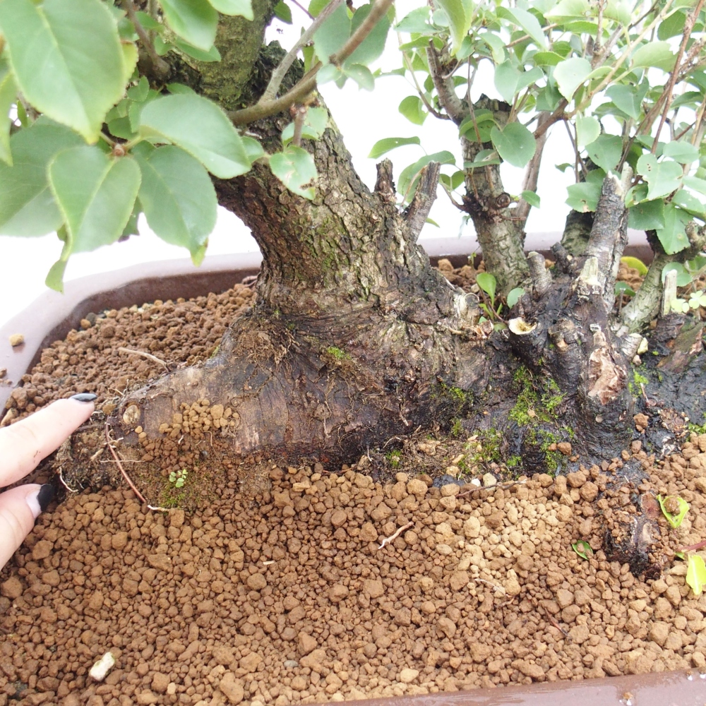 Bonsai na zewnątrz - Mahalebka - Prunus mahaleb