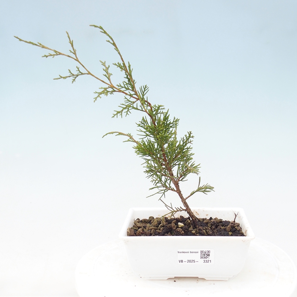 Outdoor bonsai - Juniperus chinensis Itoigawa - Jałowiec chiński