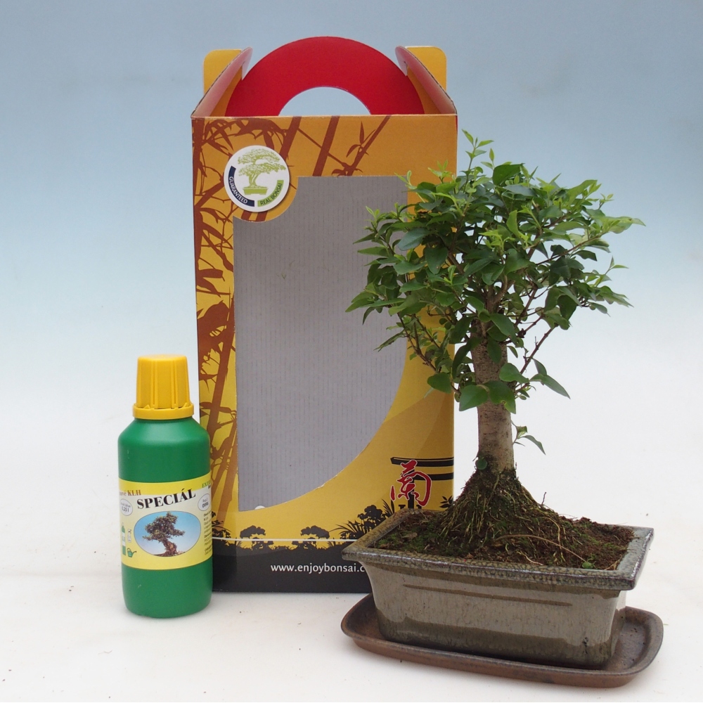 Bonsai pokojowe w pudełku upominkowym Ligustrum chinensis - Ptasi Dziób