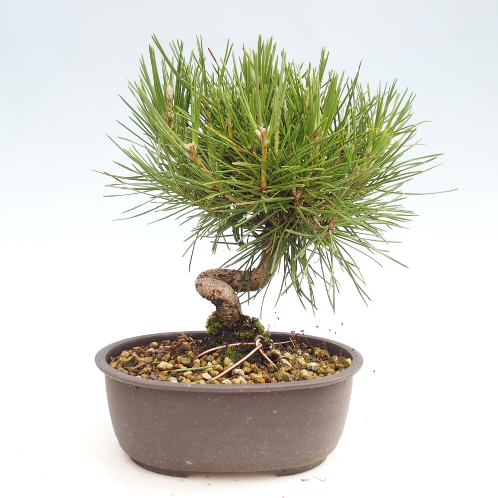 Bonsai ogrodowe - Pinus thunbergii - Sosna Thunbergia