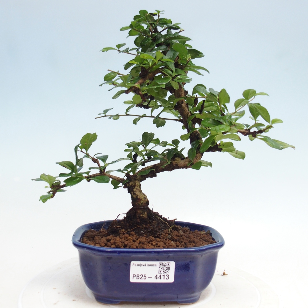 Bonsai pokojowe - Carmona macrophylla - Tea fuki