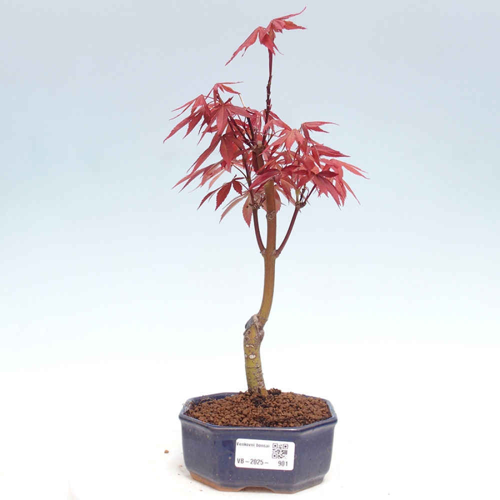 Bonsai zewnętrzne - palma Acer. Klon Atropurpureum-Palmleaf