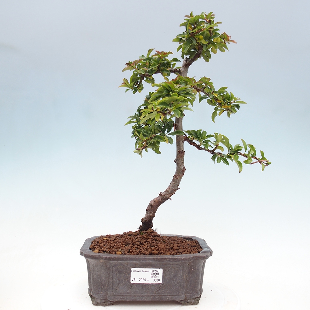 Outdoor bonsai-Pyracantha Teton -Hlox