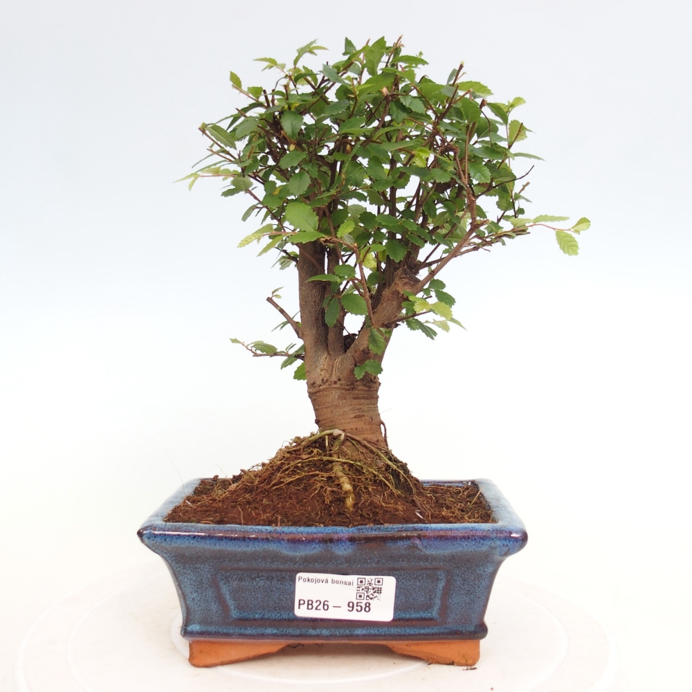 Pokój bonsai - Ulmus parvifolia - Wiąz drobnolistny