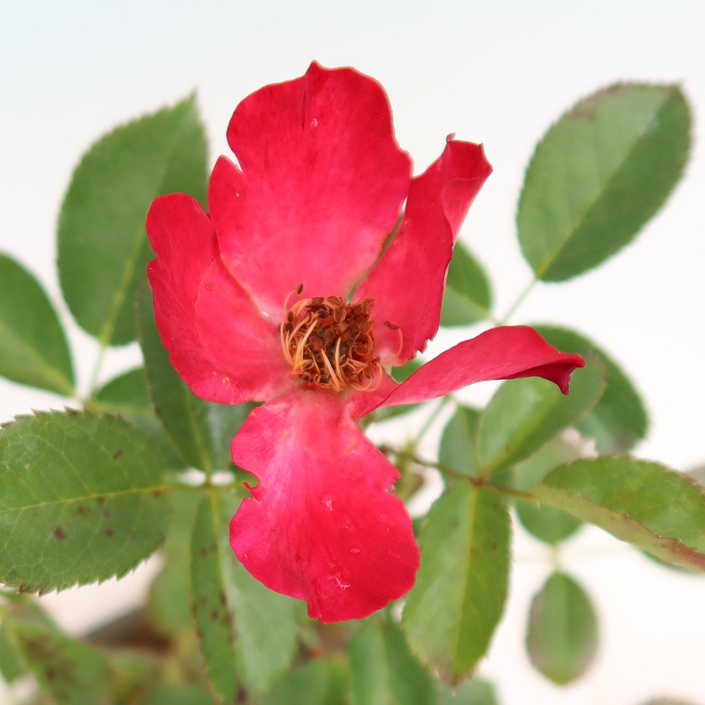 Bonsai ogrodowe – Rosa Kordes – róża