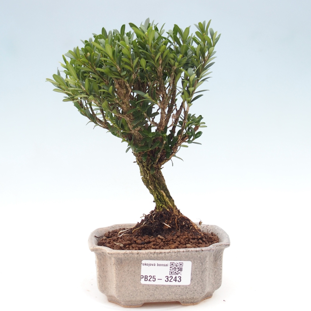 Pokój bonsai - Buxus harlandii - buxus korkowy