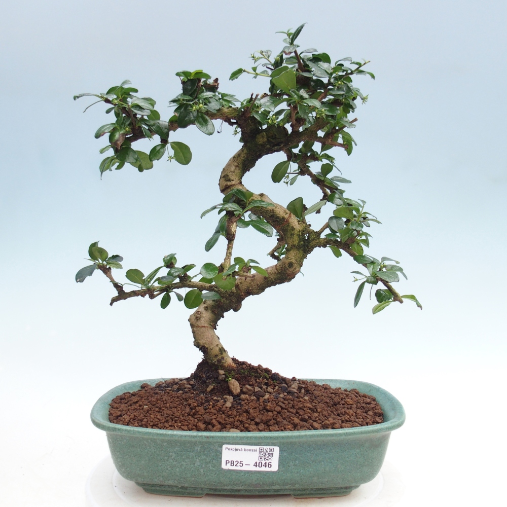 Bonsai pokojowe - Carmona macrophylla - Tea fuki
