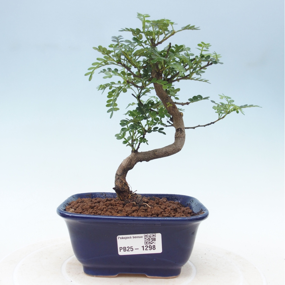 Kryty bonsai - Zantoxylum piperitum - Mięta pieprzowa