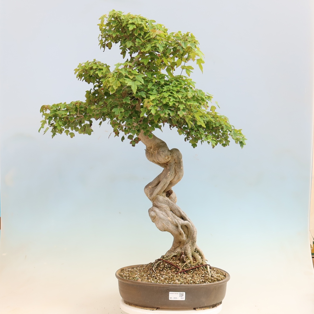 Outdoor bonsai - Acer Buergerianum - Klon Burger