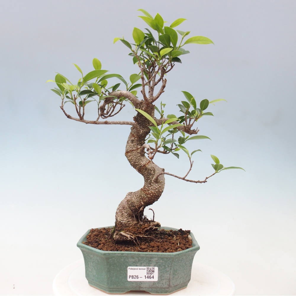 Pokój bonsai - Ficus retusa - figowiec drobnolistny