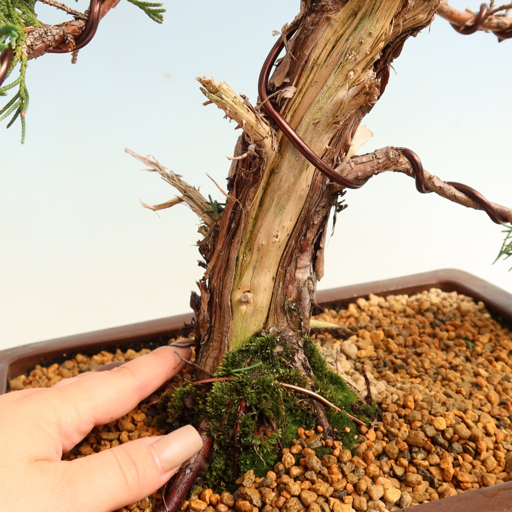Outdoor bonsai - Juniperus chinensis Kishu