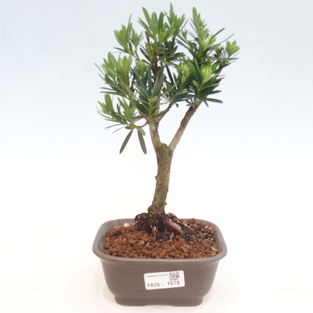 Pokój bonsai - Podocarpus - Kamienny cis