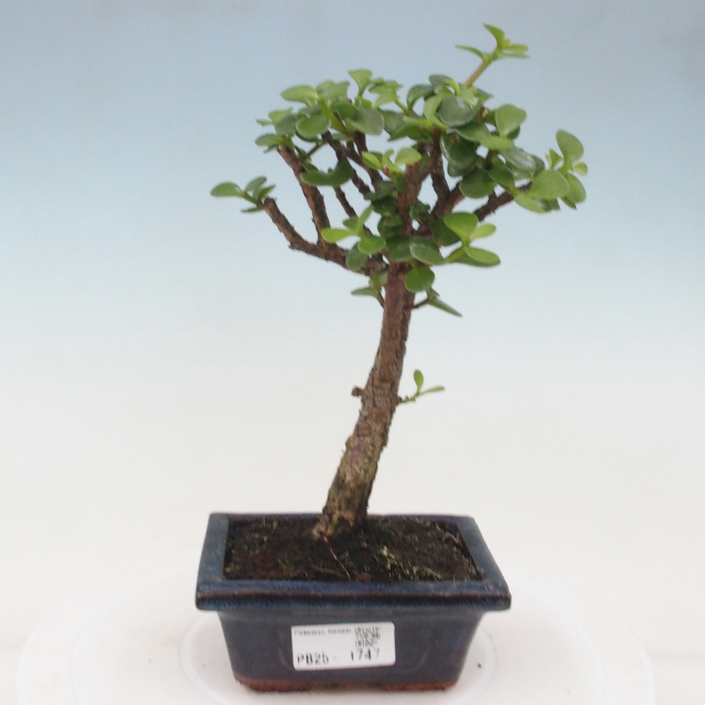 Kryte bonsai - Portulakaria Afra - Tlustice