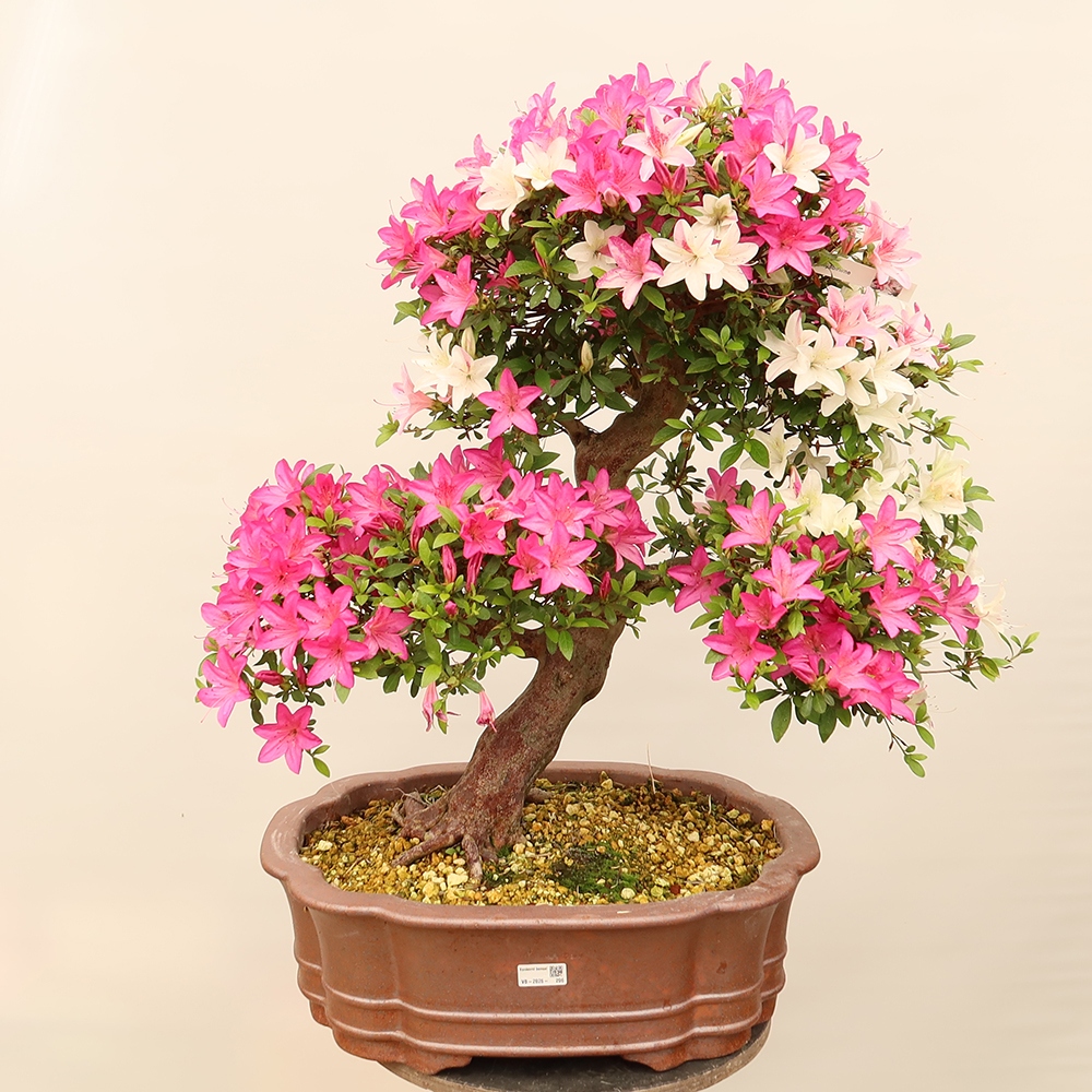 Bonsai zewnętrzne - Azalia japońska - Azalia Miyabihime