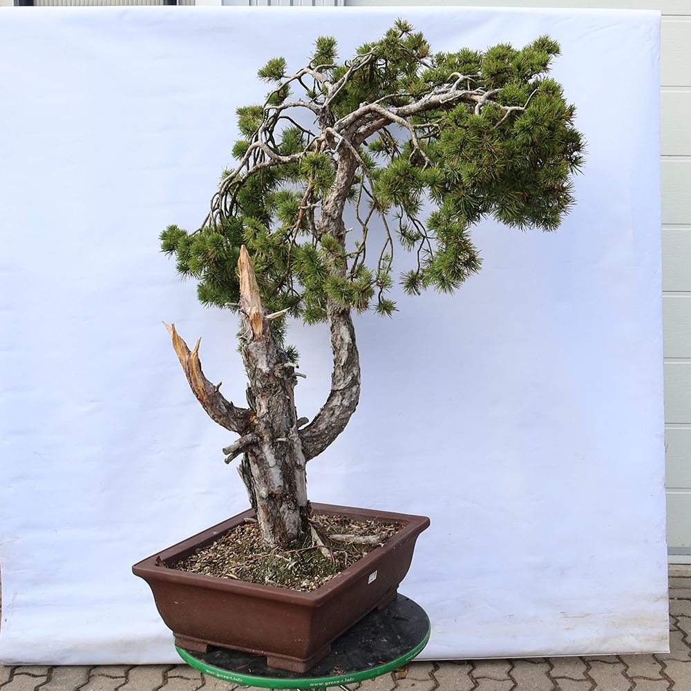 Pinus sylvestris Hiszpania – sosna zwyczajna