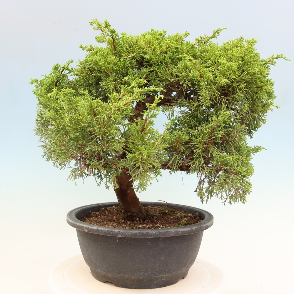 Bonsai ogrodowe – Juniperus chinensis Itoigawa – jałowiec chiński