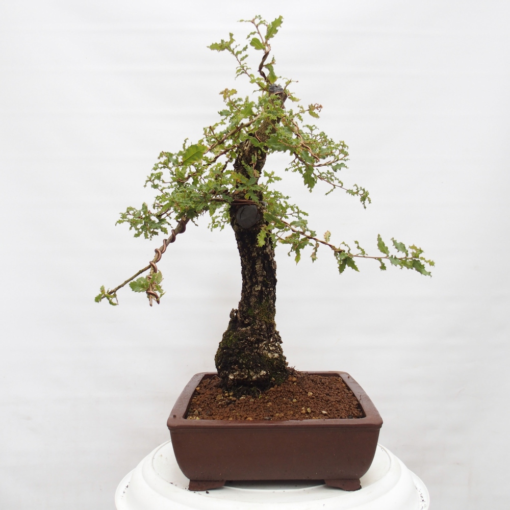 Yamadori - Quercus Ilex - Dąb ostrokrzewowy