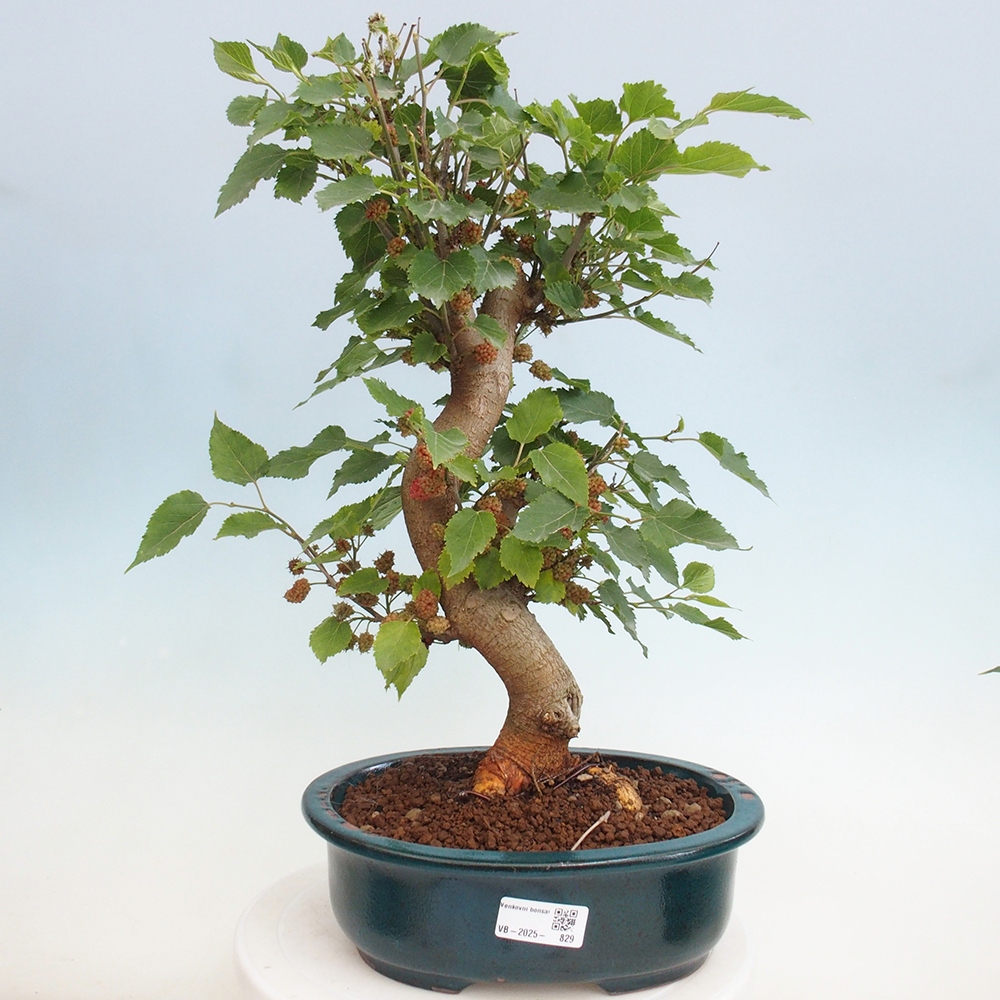 Bonsai outdoor - Morus alba - morwa
