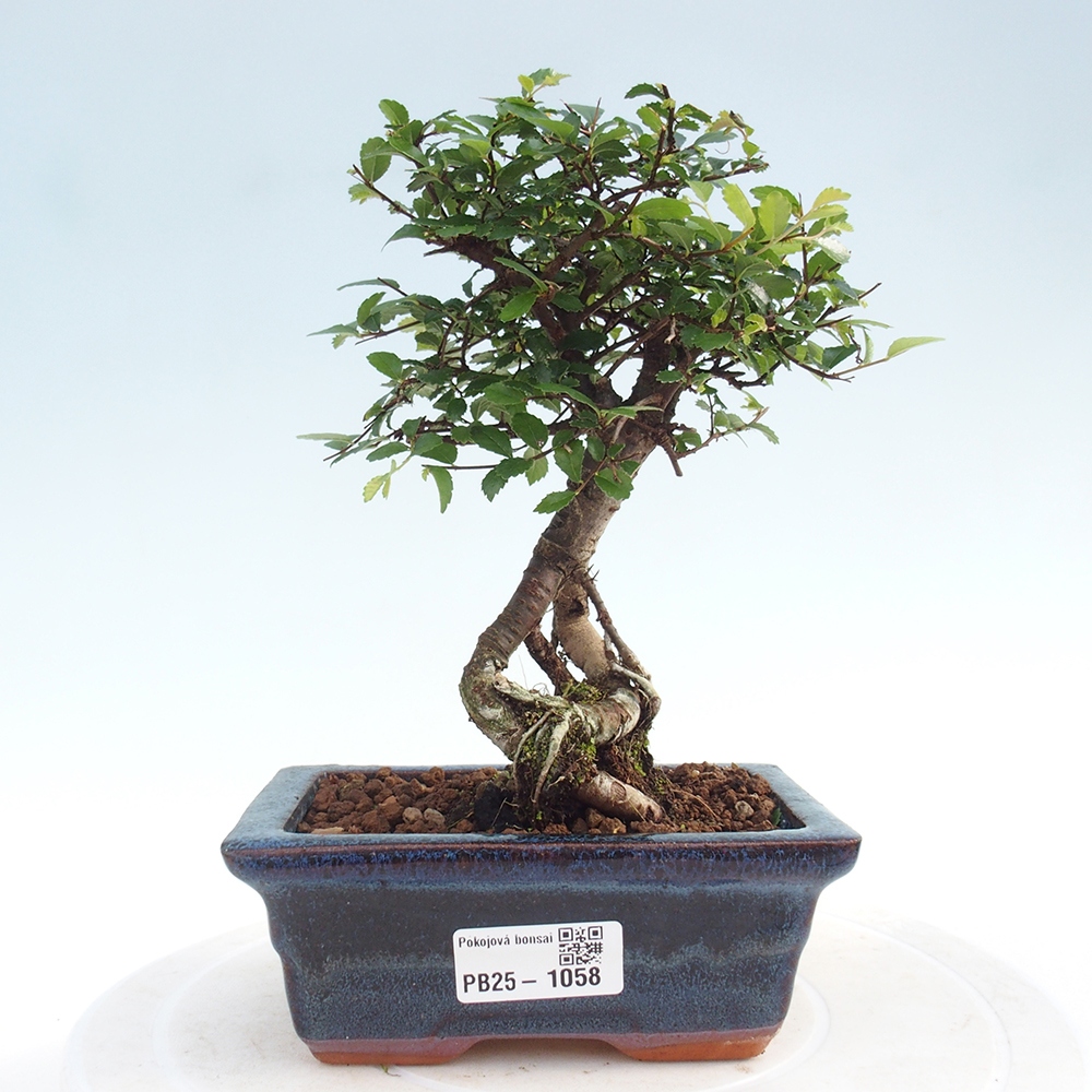 Bonsai wewnętrzne - Ulmus parvifolia - Wiąz drobnolistny