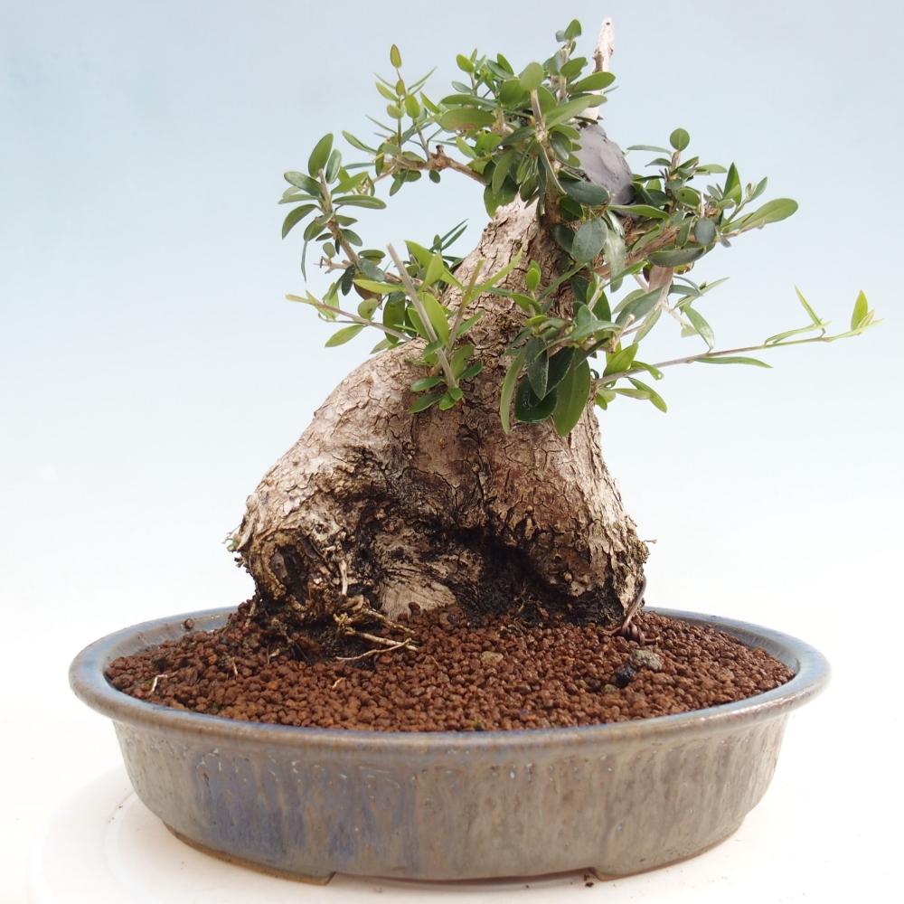 Kryte bonsai - Olea europaea sylvestris - Europejska oliwa z małych liści