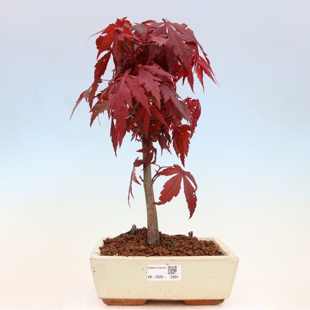 Bonsai na zewnątrz - Palma Acer. Atropurpureum-Javor palmate