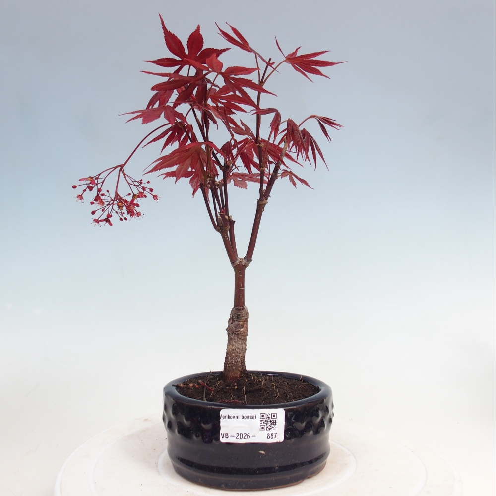 Bonsai zewnętrzne - palma Acer. Klon Atropurpureum-Palmleaf