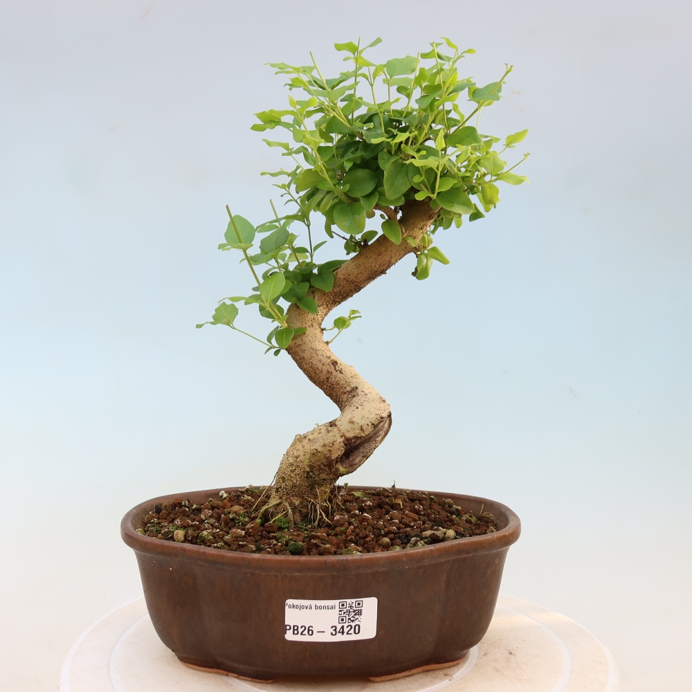 Pokój bonsai - Ligustrum chinensis - Dziób ptaka
