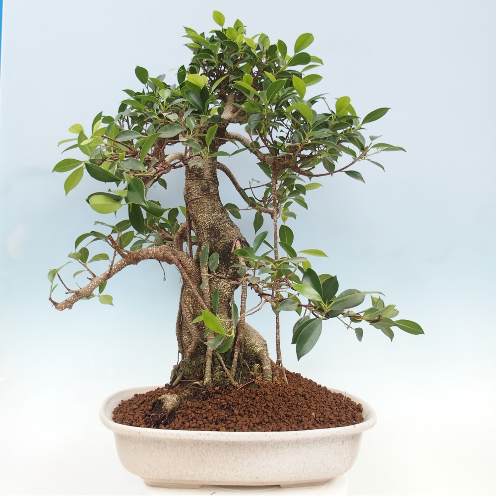 Bonsai pokojowe - Ficus kimmen - figowiec drobnolistny - WYŁĄCZNIE ODBIÓR OSOBISTY lub transport paletowy
