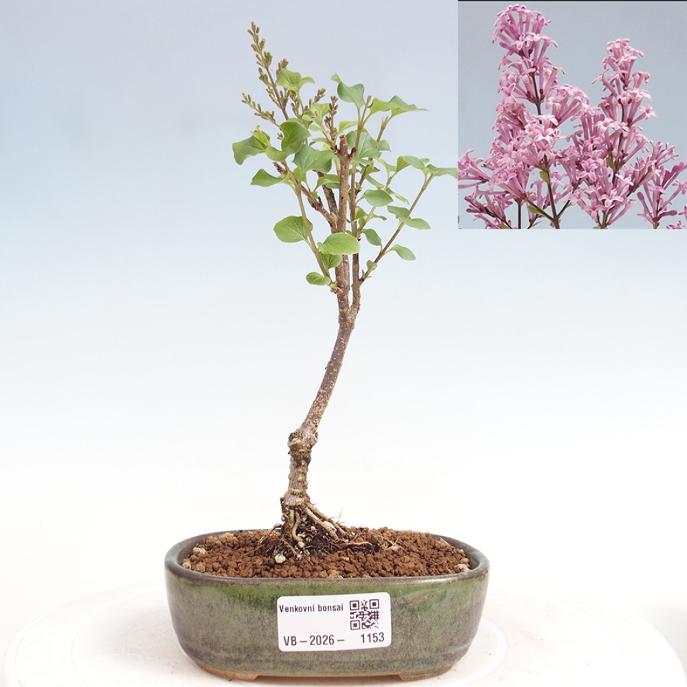 Outdoor bonsai - Syringa Meyeri Palibin - Lilak Meyera