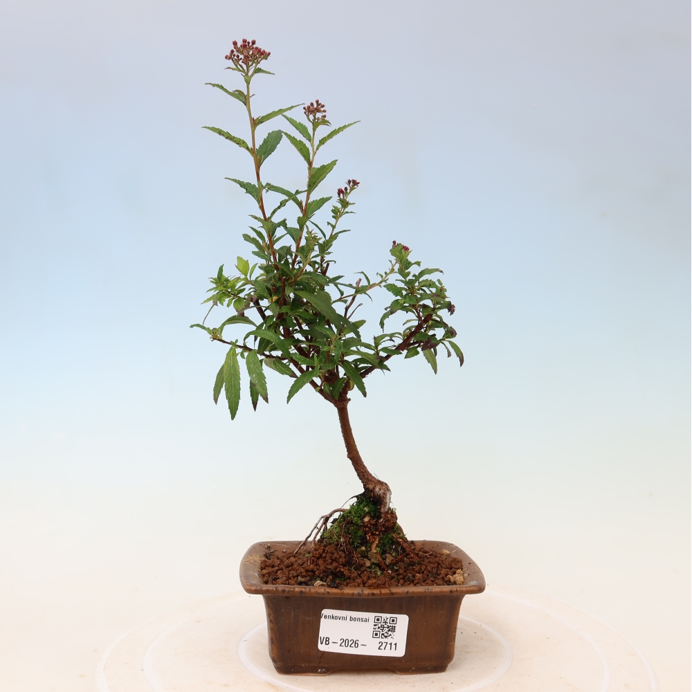 Bonsai ogrodowe – spirea japońska – Spirea japonica Anthony Waterer