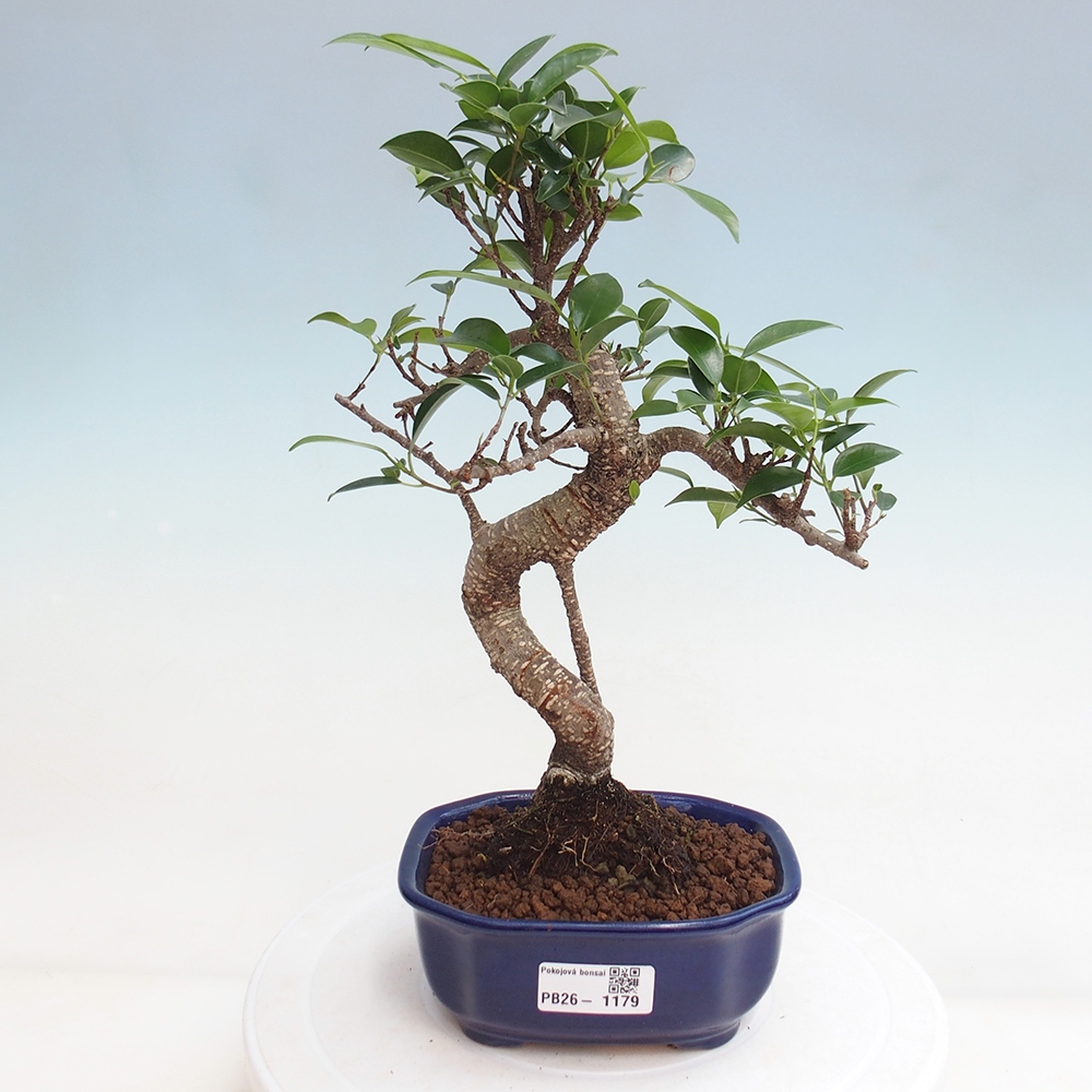 Pokój bonsai - Ficus retusa - figowiec drobnolistny