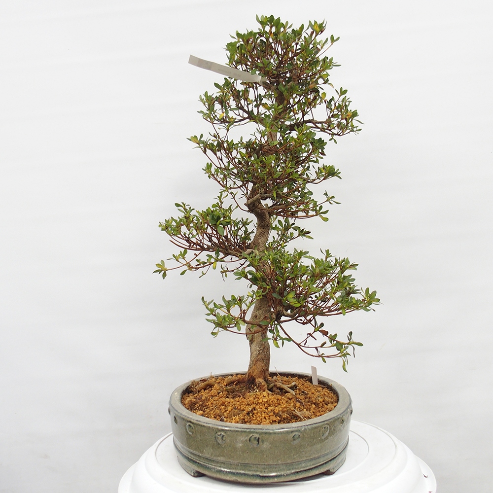 Outdoor bonsai - Azalia japońska - Azalia Nishikie