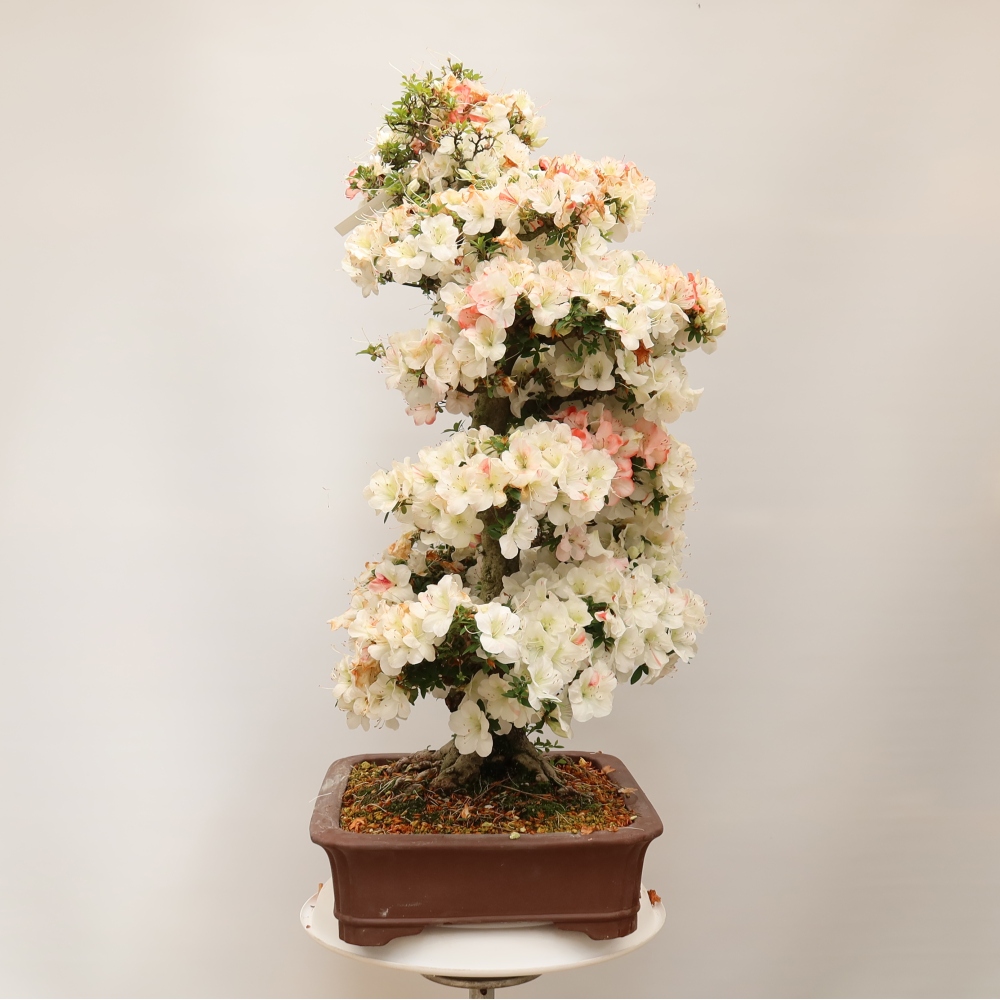 Bonsai zewnętrzne - Azalia japońska - Azalia Tochizumi