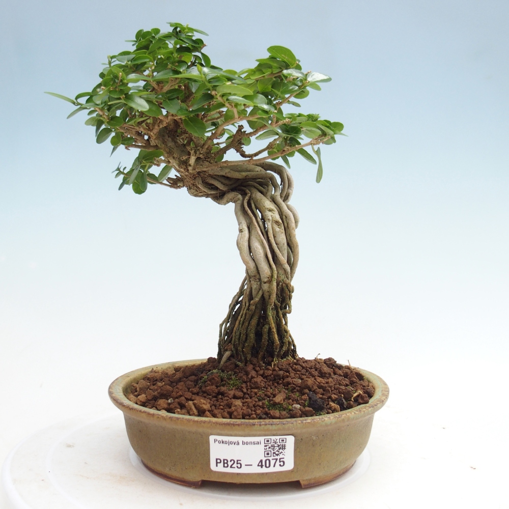 Indoor bonsai - Premna serratifolia - Kozlovna malolista