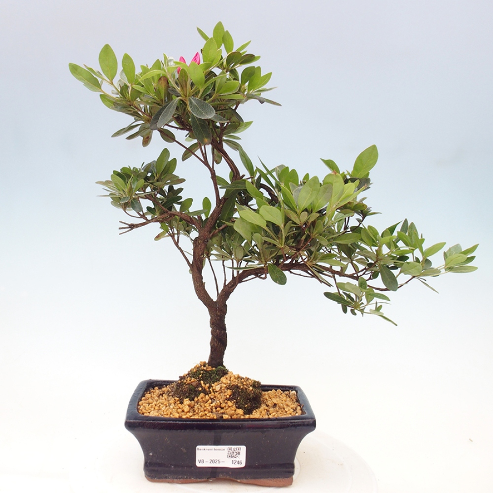 Bonsai zewnętrzne - Azalia japońska - Azalea sp.