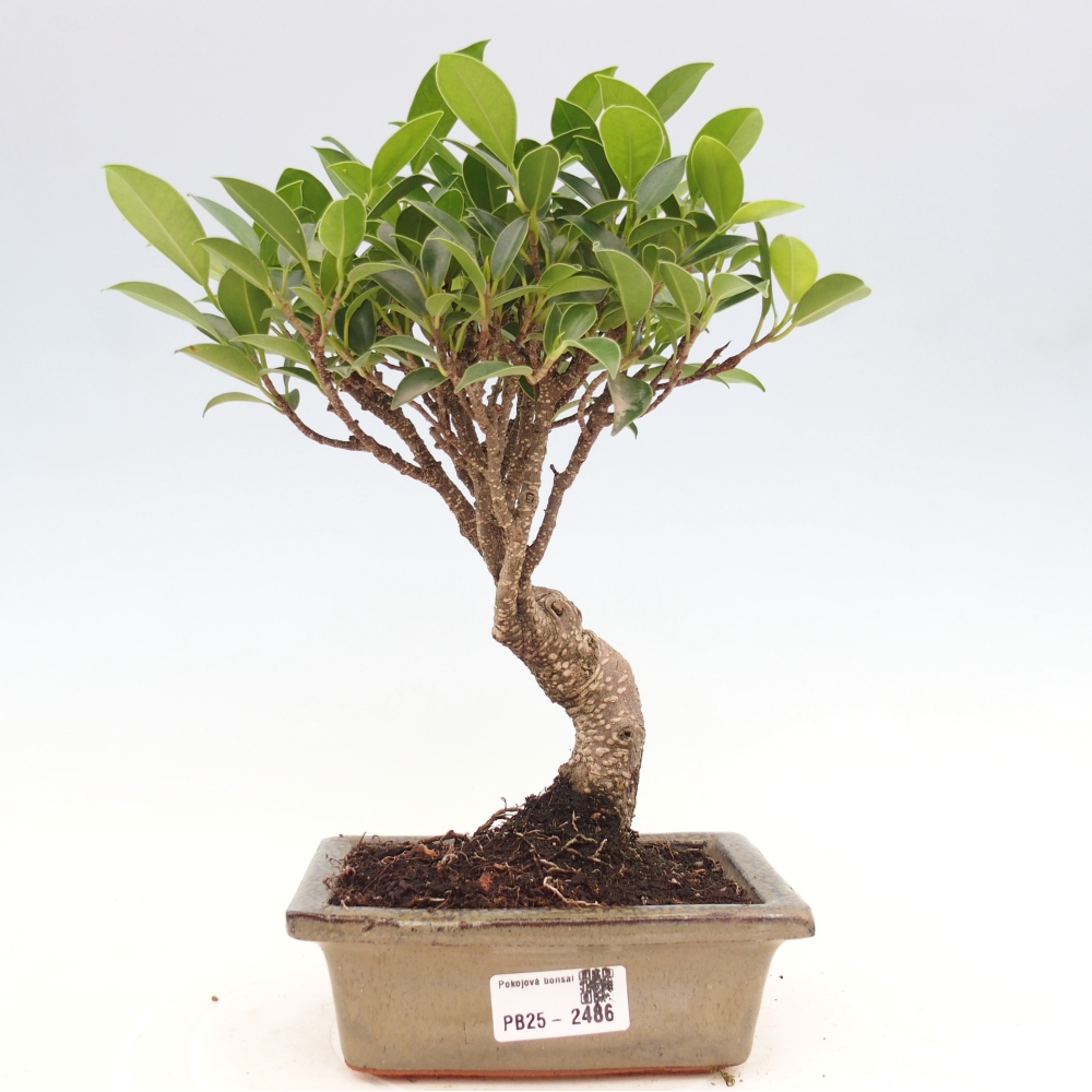 Bonsai wewnętrzne - Ficus retusa - figowiec drobnolistny