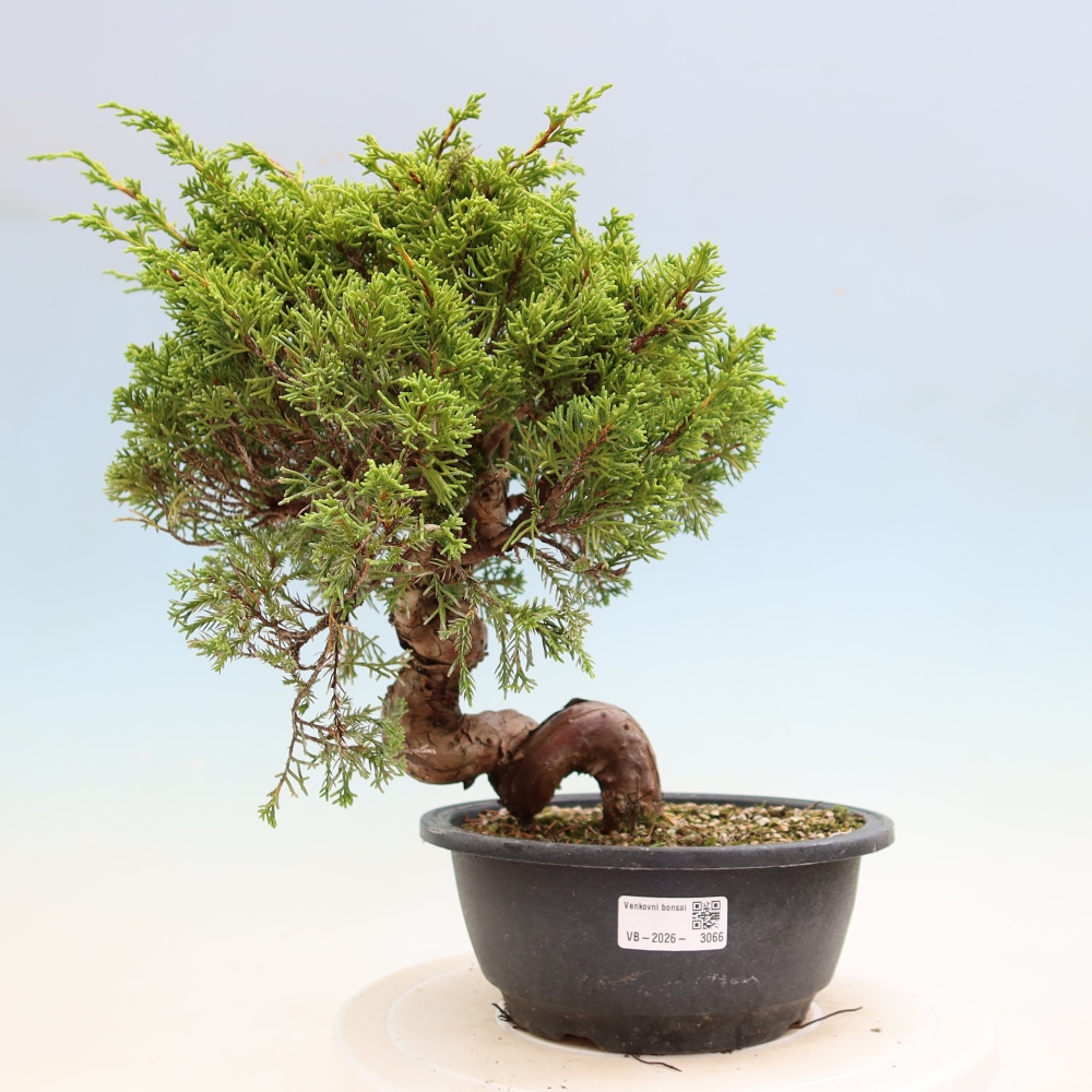 Bonsai ogrodowe – Juniperus chinensis Itoigawa – jałowiec chiński