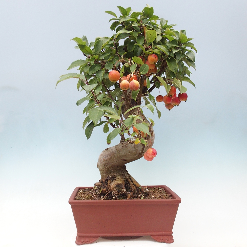 Bonsai plenerowe - Malus Halliana - Jabłoń drobnoowocowa