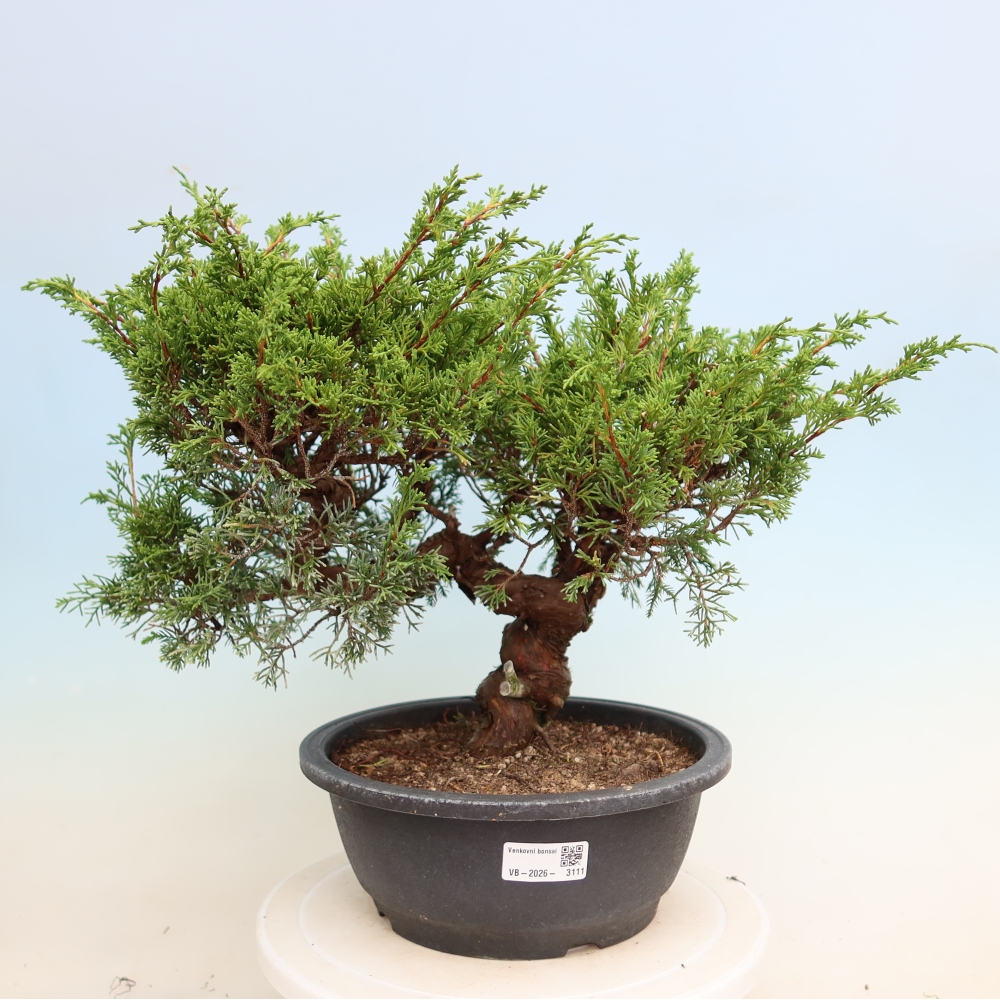 Bonsai ogrodowe – Juniperus chinensis Itoigawa – jałowiec chiński