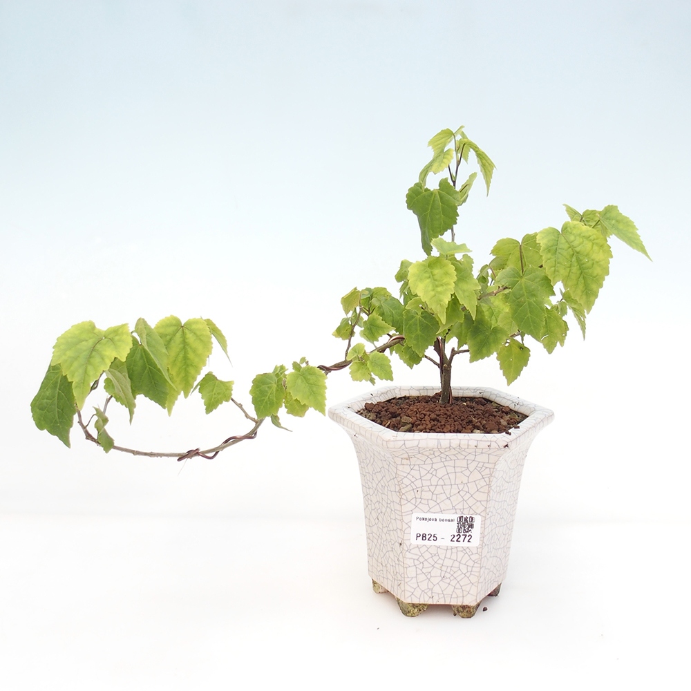Bonsai do wnętrz - Abutilon Big Bell - Malina moroszka rzeczna