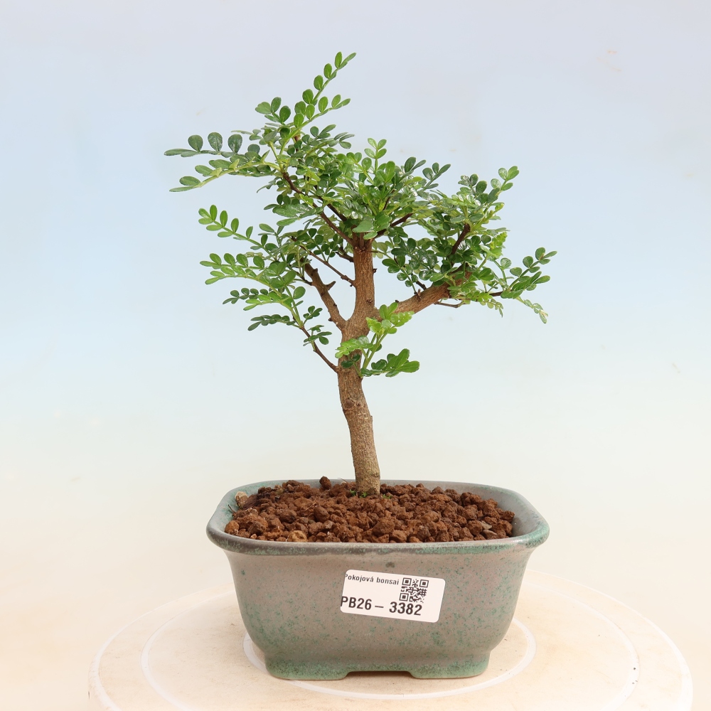 Pokój bonsai - Zantoxylum piperitum - drzewo pieprzowe