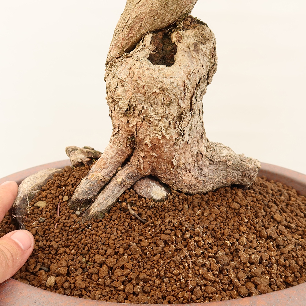 Bonsai plenerowe - Carpinus Coreana - grab koreański