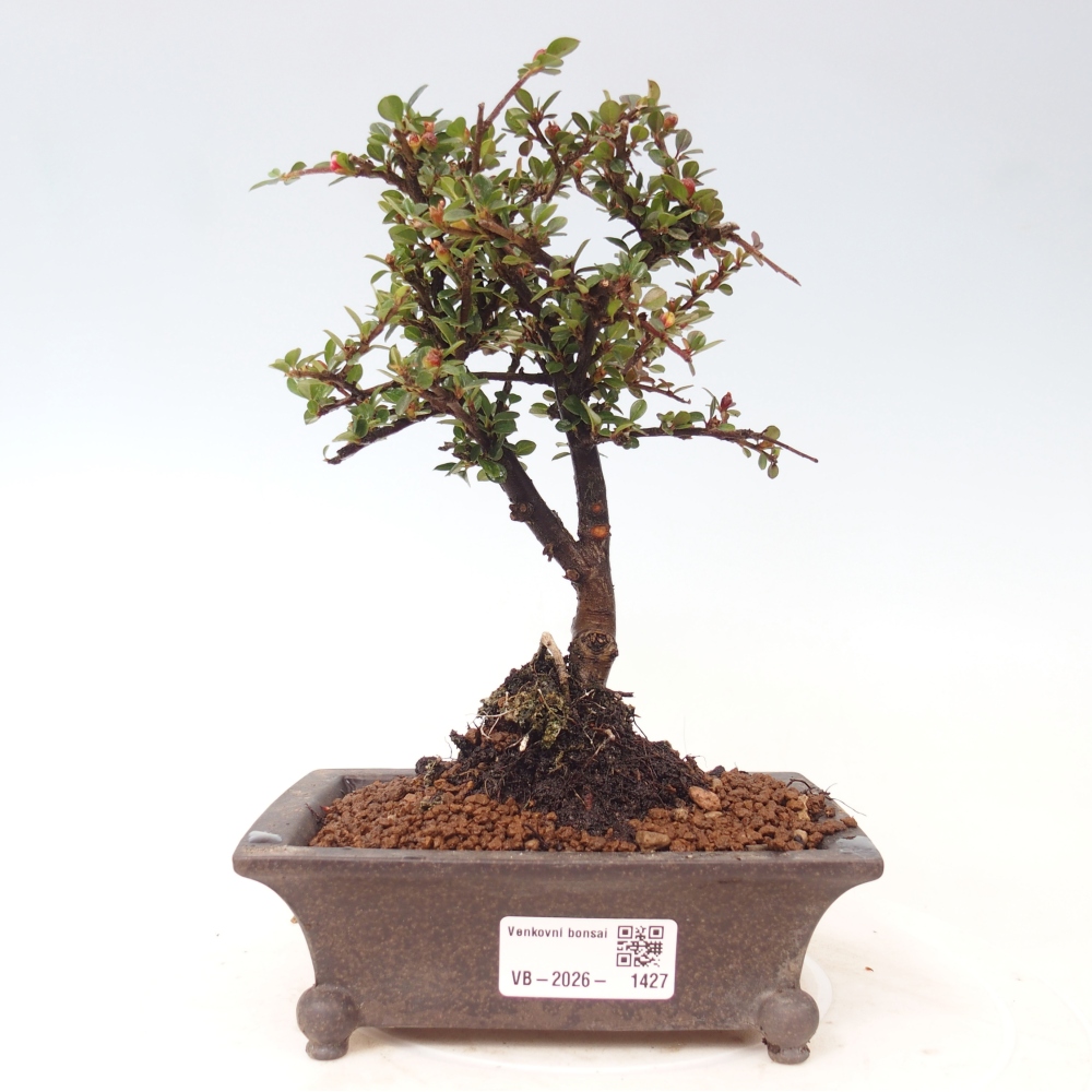 Outdoor bonsai - irga pozioma - Rocky Mountain