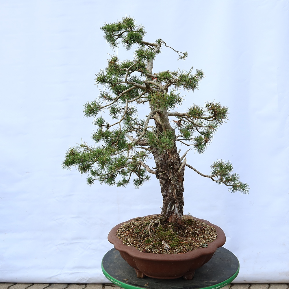 Pinus sylvestris Hiszpania – sosna zwyczajna