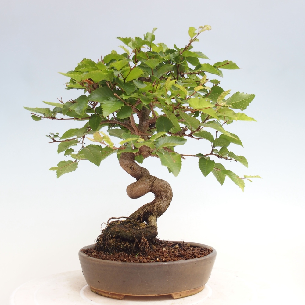 Bonsai zewnętrzne -Carpinus CARPINOIDES - grab koreański