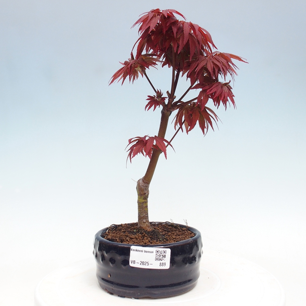 Bonsai zewnętrzne - palma Acer. Klon Atropurpureum-Palmleaf